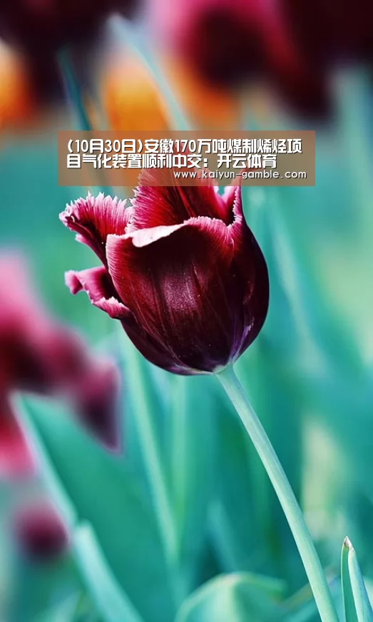 开云品牌